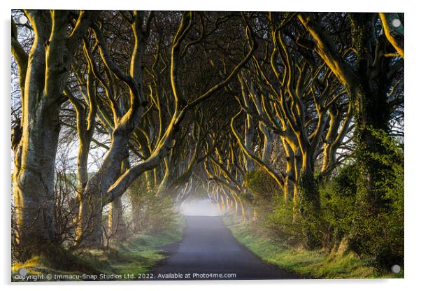 The Dark Hedges at Dawn Acrylic by Storyography Photography