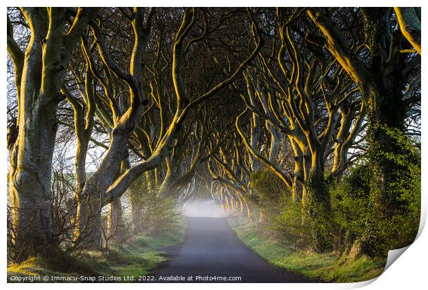 The Dark Hedges at Dawn Print by Storyography Photography