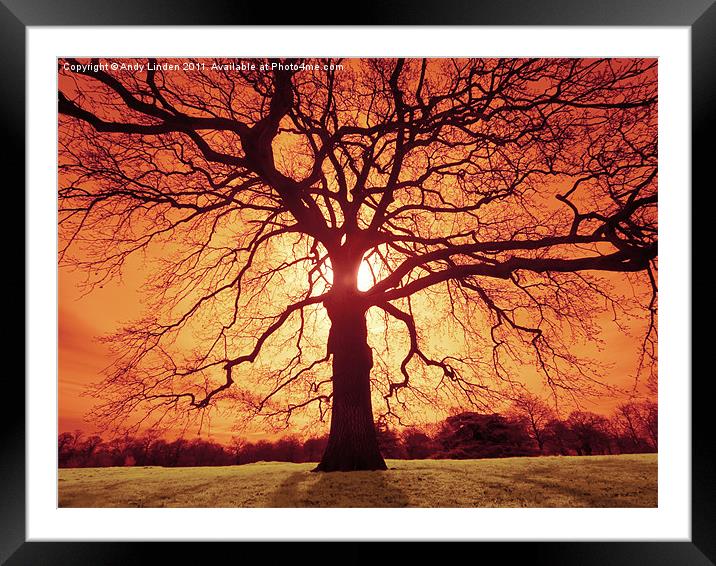 Oak Silhouette Framed Mounted Print by Andy Linden