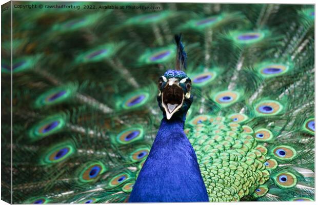 Peacock Mating Call Canvas Print by rawshutterbug 