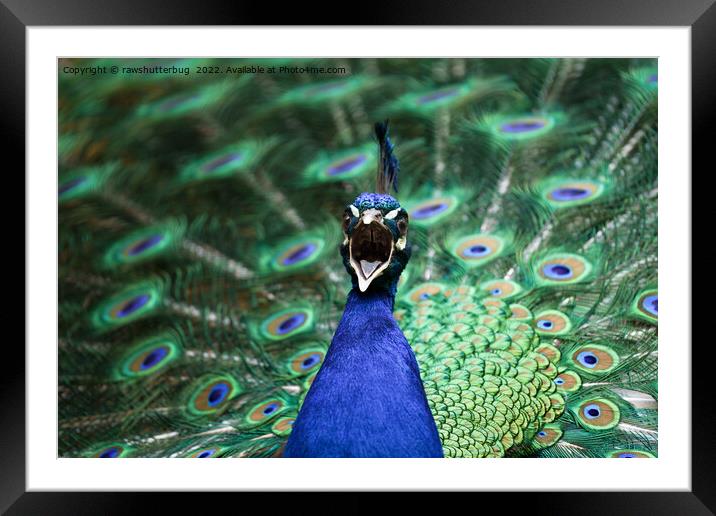 Peacock Mating Call Framed Mounted Print by rawshutterbug 