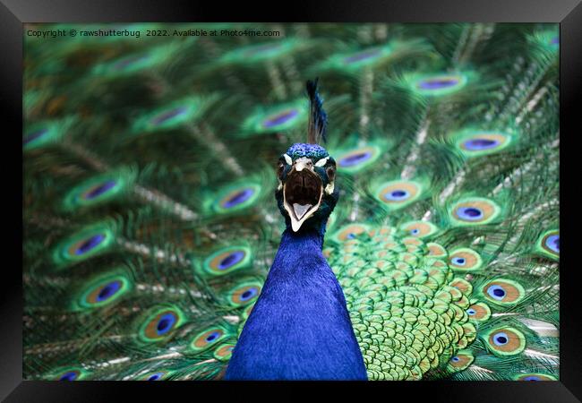 Peacock Mating Call Framed Print by rawshutterbug 