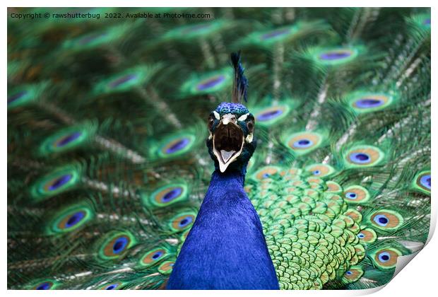 Peacock Mating Call Print by rawshutterbug 