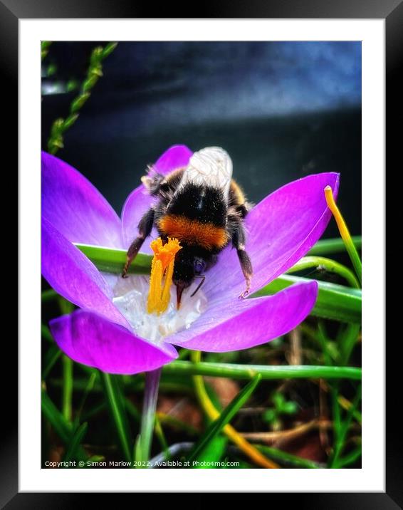 Buzzy Bee Collecting Nectar Framed Mounted Print by Simon Marlow