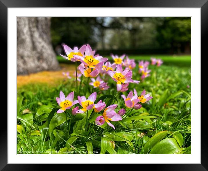 Peaceful Water Lily Tulips Framed Mounted Print by Simon Marlow