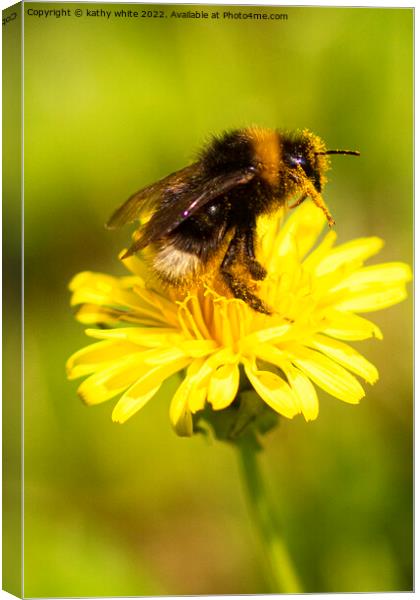 Bee on a flower Canvas Print by kathy white
