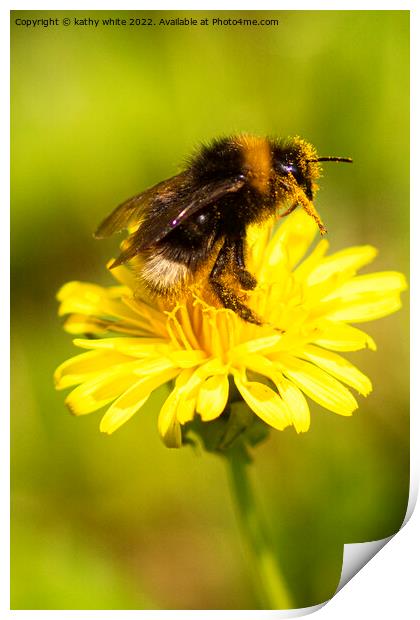 Bee on a flower Print by kathy white