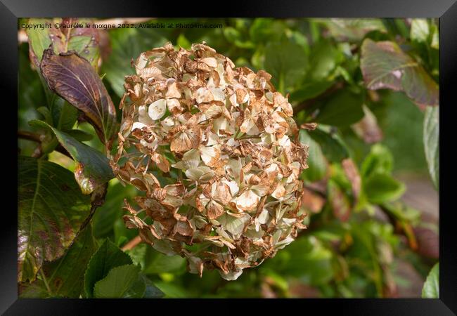 Dry hydrangea flower in a garden Framed Print by aurélie le moigne