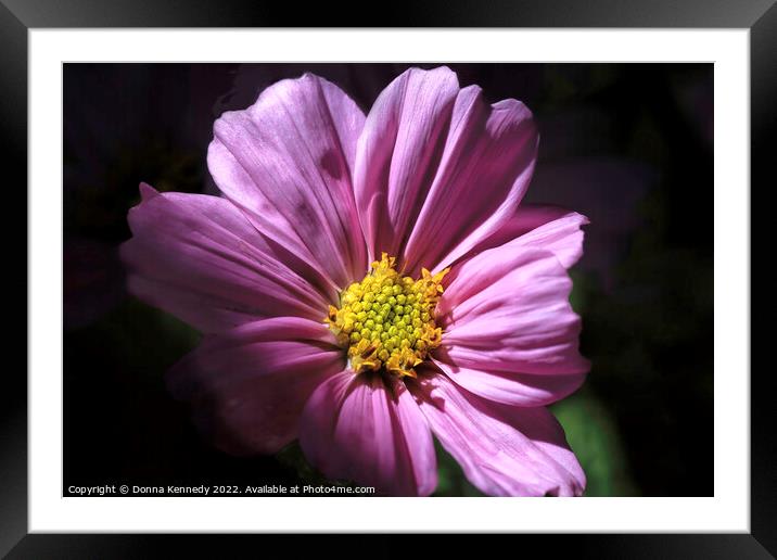 Cosmos in Morning Light Framed Mounted Print by Donna Kennedy