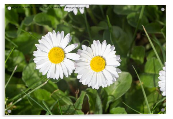 White flowers of daisy Acrylic by aurélie le moigne