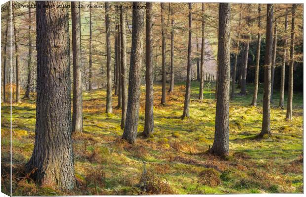 Forrest in Glen Tilt  Perthshire Scotland Canvas Print by Peter Stuart