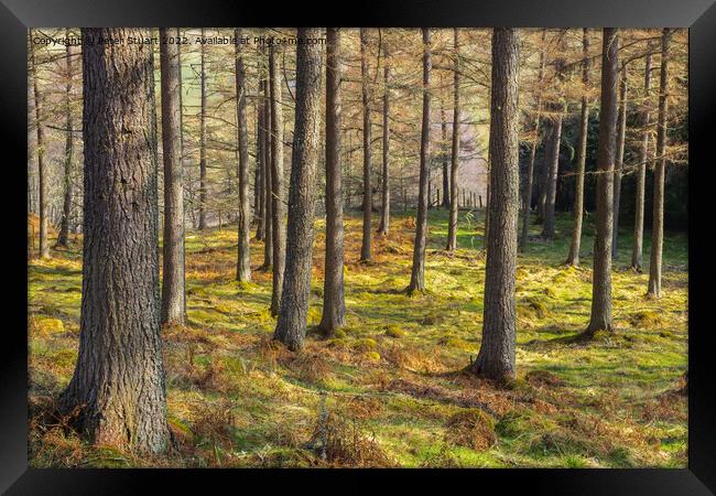 Forrest in Glen Tilt  Perthshire Scotland Framed Print by Peter Stuart
