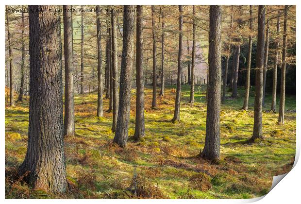 Forrest in Glen Tilt  Perthshire Scotland Print by Peter Stuart