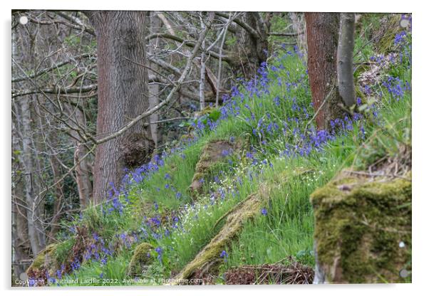 Woodland Bluebells Acrylic by Richard Laidler
