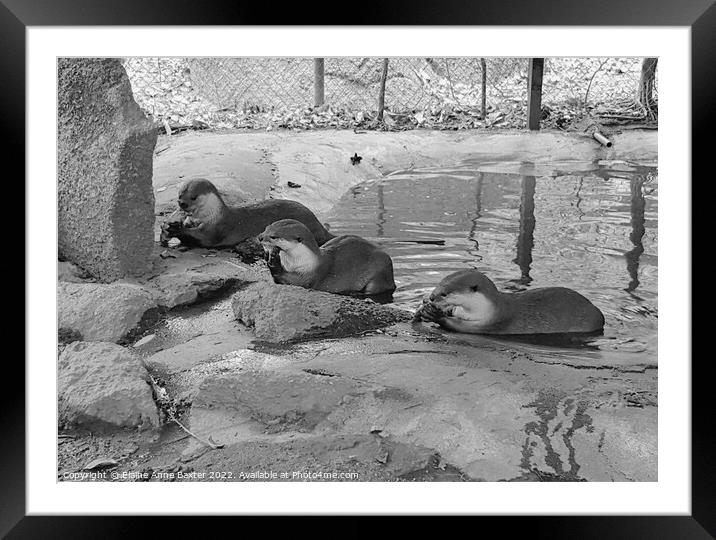Otters at Feeding Time Framed Mounted Print by Elaine Anne Baxter