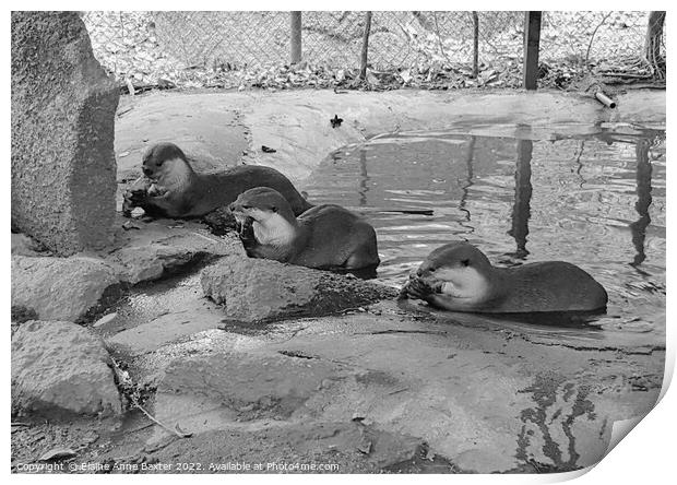 Otters at Feeding Time Print by Elaine Anne Baxter