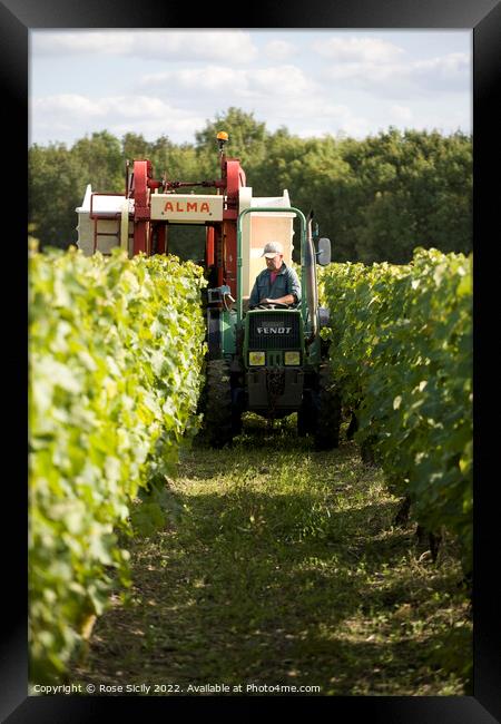 Grape picking harvest in the vineyards, Cognac Charente-Maritime France Framed Print by Rose Sicily