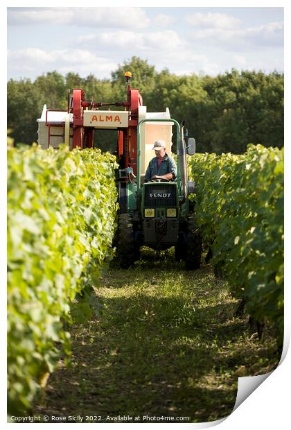 Grape picking harvest in the vineyards, Cognac Charente-Maritime France Print by Rose Sicily
