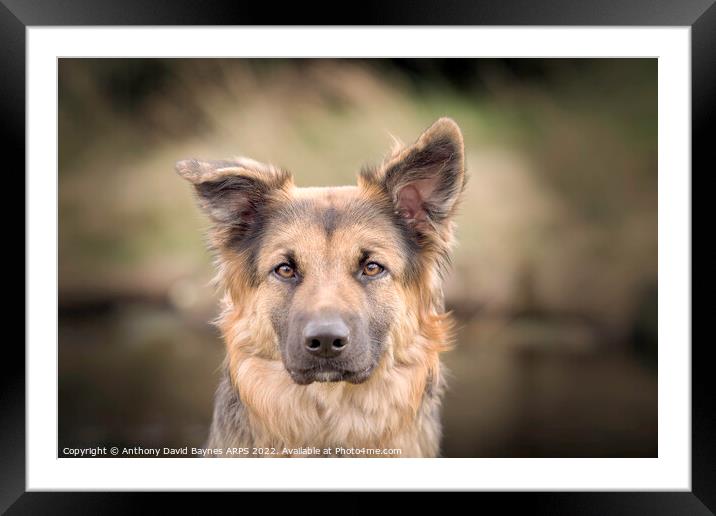 German Shepherd Collie Cross Framed Mounted Print by Anthony David Baynes ARPS