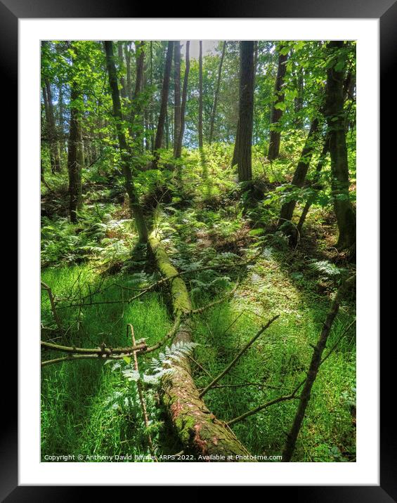 Woodland Walk Framed Mounted Print by Anthony David Baynes ARPS