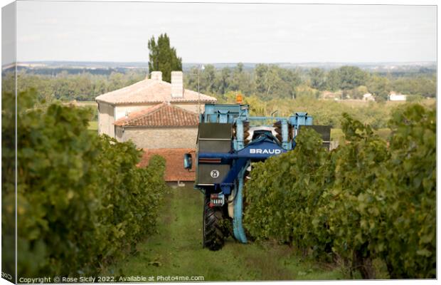 Grape picking harvest in the vineyards, Cognac Charente-Maritime France Canvas Print by Rose Sicily