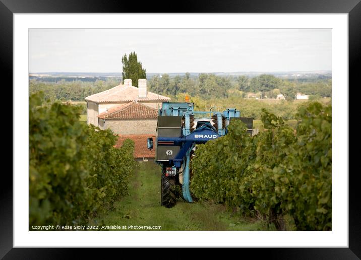 Grape picking harvest in the vineyards, Cognac Charente-Maritime France Framed Mounted Print by Rose Sicily