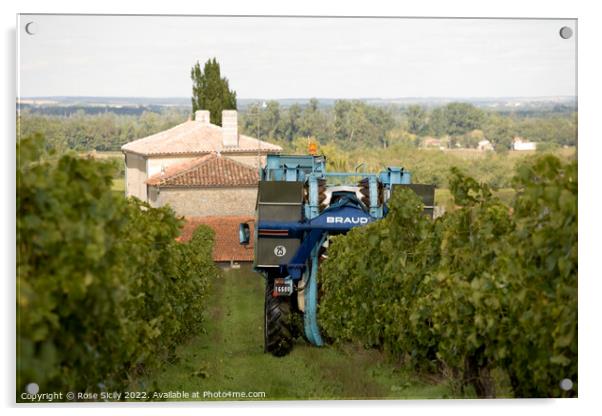 Grape picking harvest in the vineyards, Cognac Charente-Maritime France Acrylic by Rose Sicily