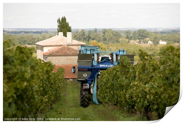 Grape picking harvest in the vineyards, Cognac Charente-Maritime France Print by Rose Sicily