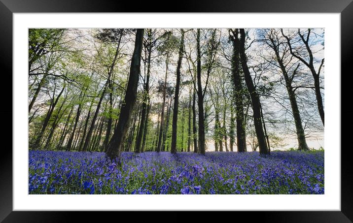 Bluebell Wood Panorama Framed Mounted Print by Mark Jones