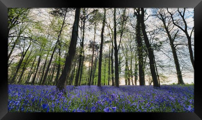 Bluebell Wood Panorama Framed Print by Mark Jones
