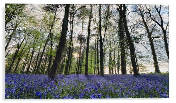Bluebell Wood Panorama Acrylic by Mark Jones