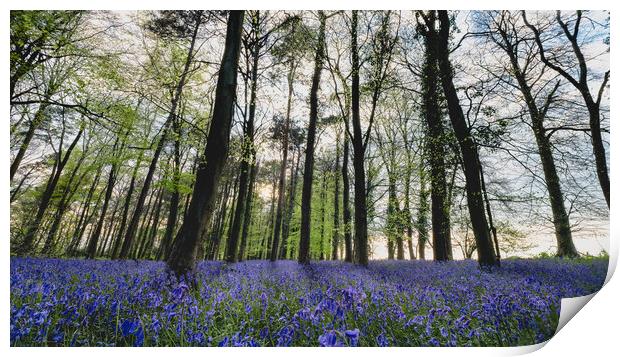 Bluebell Wood Panorama Print by Mark Jones