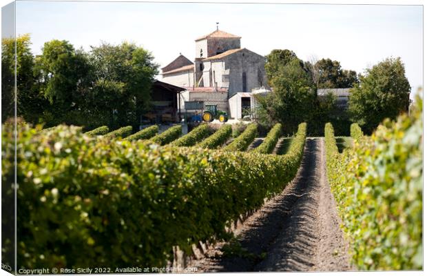 Grape vineyards, Cognac Charente-Maritime France Canvas Print by Rose Sicily
