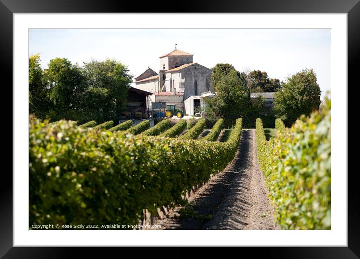 Grape vineyards, Cognac Charente-Maritime France Framed Mounted Print by Rose Sicily