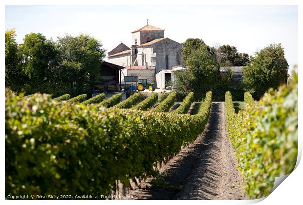 Grape vineyards, Cognac Charente-Maritime France Print by Rose Sicily