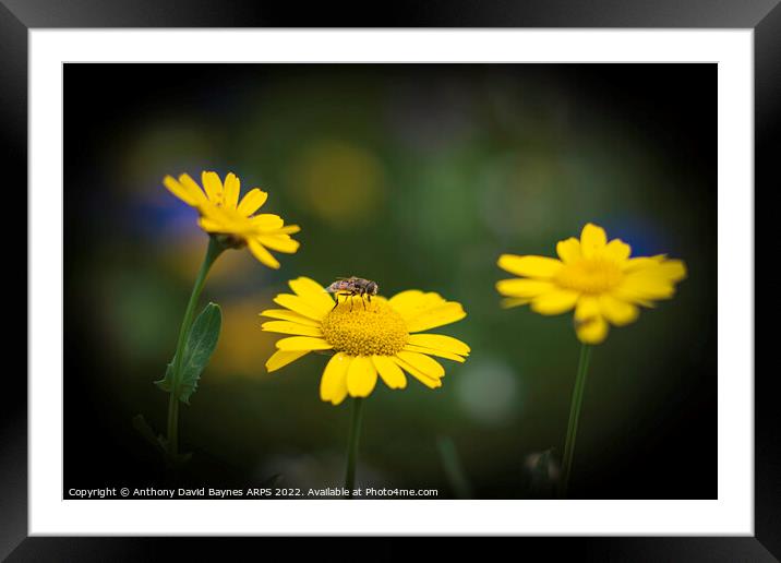 Bee on yellow daisy. Framed Mounted Print by Anthony David Baynes ARPS
