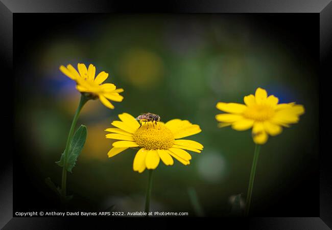 Bee on yellow daisy. Framed Print by Anthony David Baynes ARPS