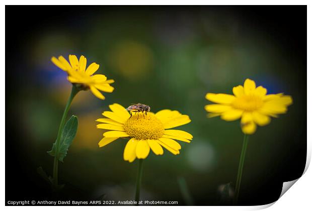 Bee on yellow daisy. Print by Anthony David Baynes ARPS
