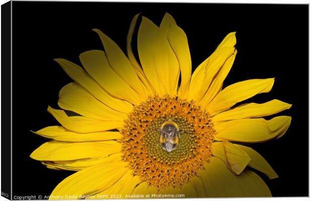 Sunflower with bee in centre Canvas Print by Anthony David Baynes ARPS