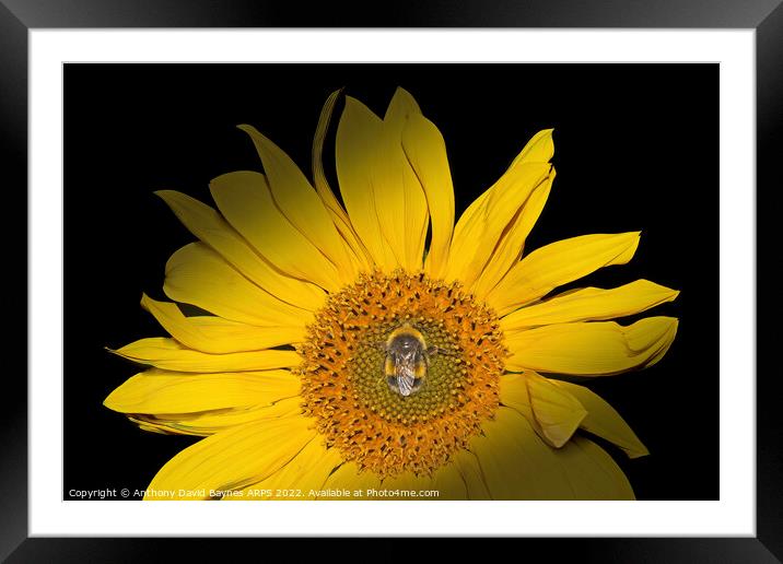 Sunflower with bee in centre Framed Mounted Print by Anthony David Baynes ARPS