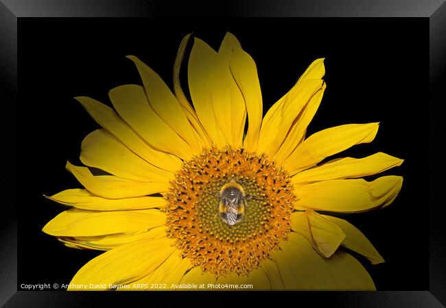Sunflower with bee in centre Framed Print by Anthony David Baynes ARPS