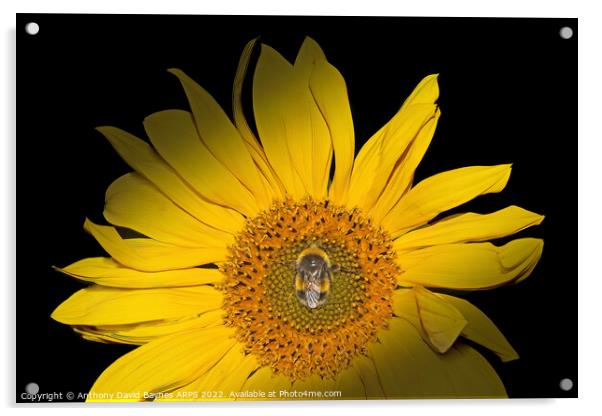 Sunflower with bee in centre Acrylic by Anthony David Baynes ARPS