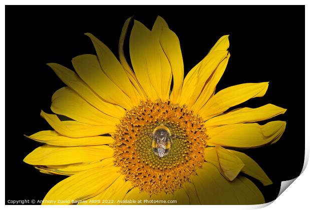 Sunflower with bee in centre Print by Anthony David Baynes ARPS