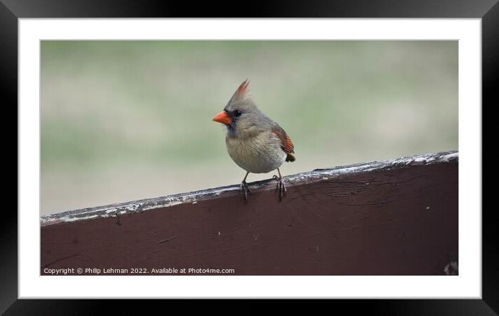 Female Cardinal 4A Framed Mounted Print by Philip Lehman