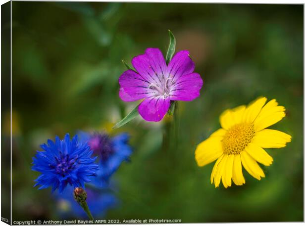 Blue cornflower, mauve geranium, and yellow daisy Canvas Print by Anthony David Baynes ARPS
