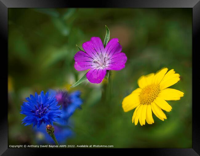 Blue cornflower, mauve geranium, and yellow daisy Framed Print by Anthony David Baynes ARPS