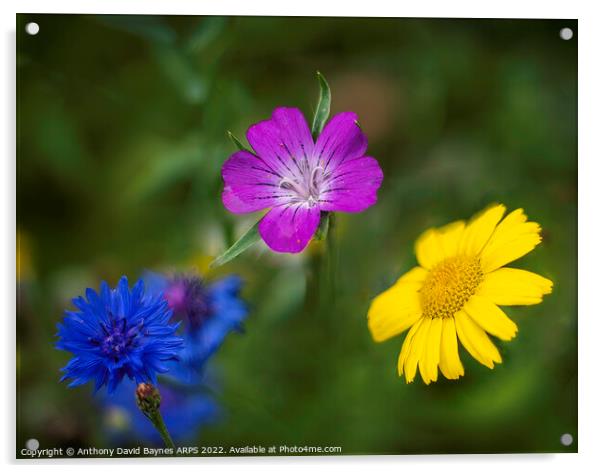 Blue cornflower, mauve geranium, and yellow daisy Acrylic by Anthony David Baynes ARPS