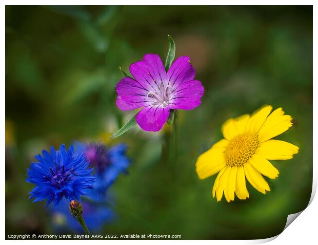 Blue cornflower, mauve geranium, and yellow daisy Print by Anthony David Baynes ARPS