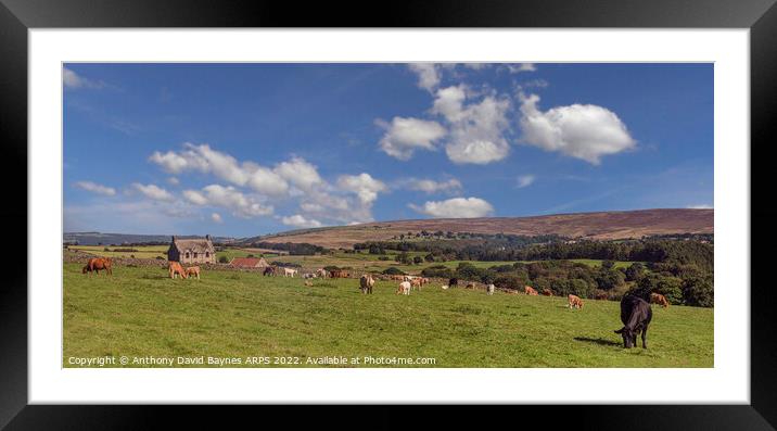Cattle grazing at Hollins Farm, Goathland, North Yorkshire, UK. Framed Mounted Print by Anthony David Baynes ARPS