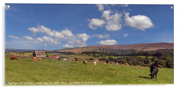 Cattle grazing at Hollins Farm, Goathland, North Yorkshire, UK. Acrylic by Anthony David Baynes ARPS